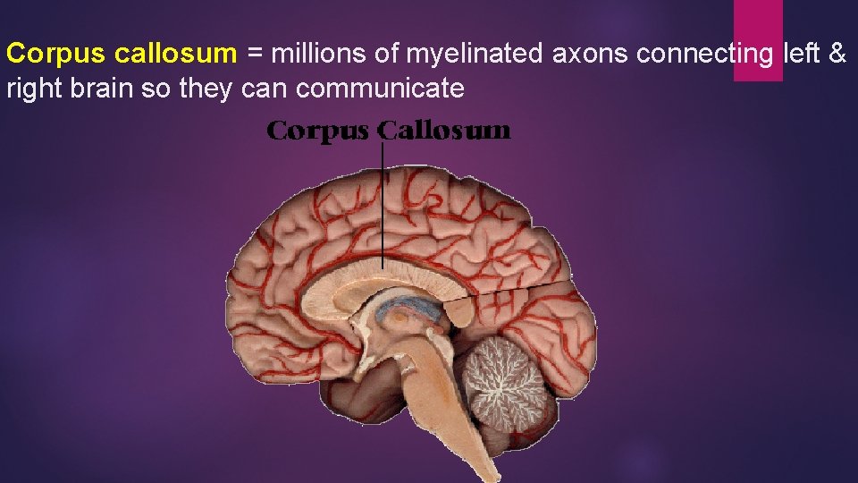 Corpus callosum = millions of myelinated axons connecting left & right brain so they