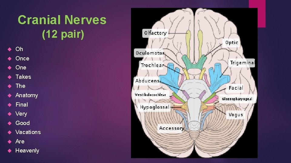 Cranial Nerves (12 pair) Oh Once One Takes The Anatomy Final Very Good Vacations