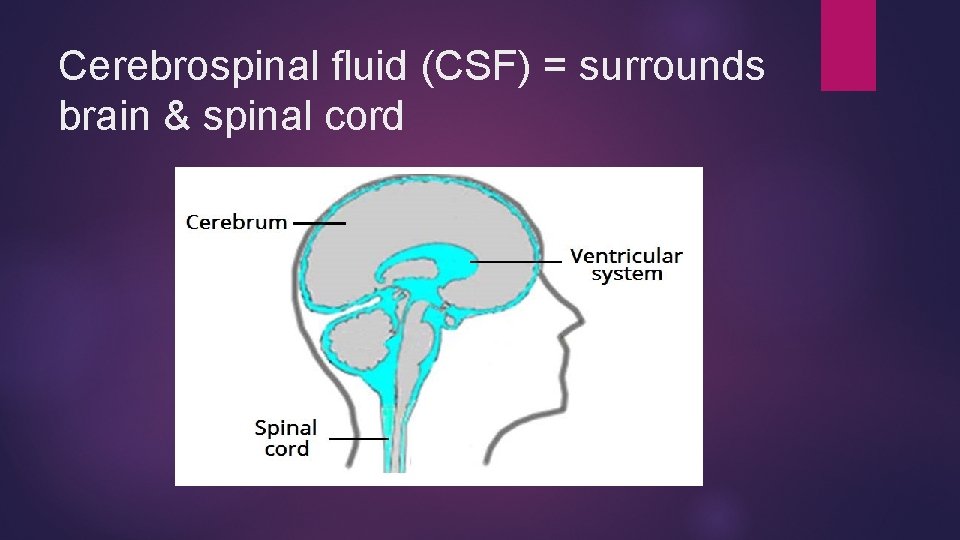 Cerebrospinal fluid (CSF) = surrounds brain & spinal cord 