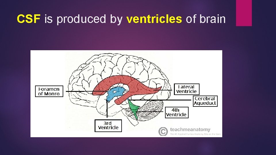 CSF is produced by ventricles of brain 