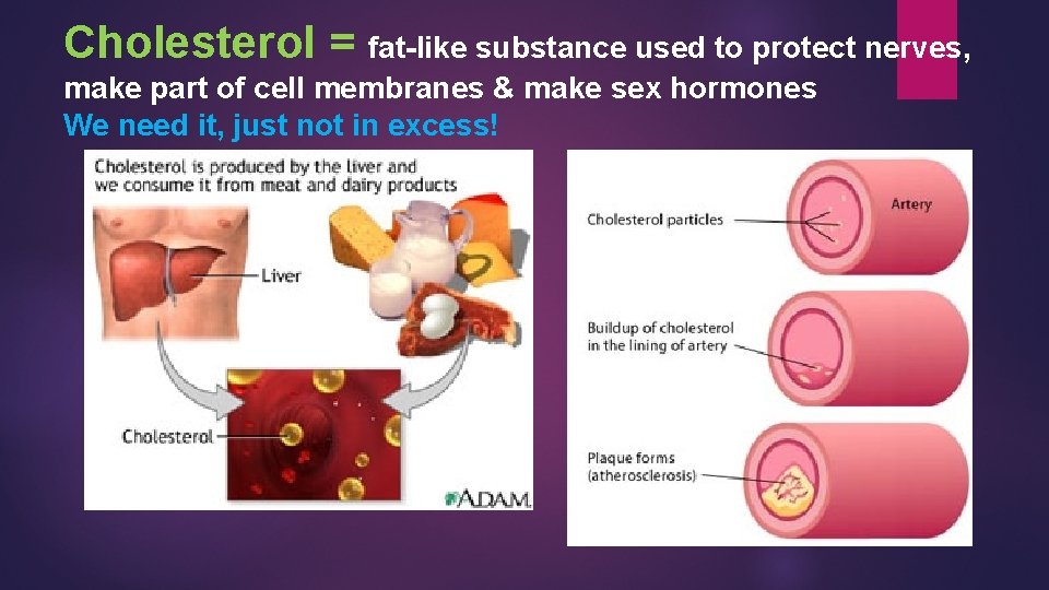 Cholesterol = fat-like substance used to protect nerves, make part of cell membranes &