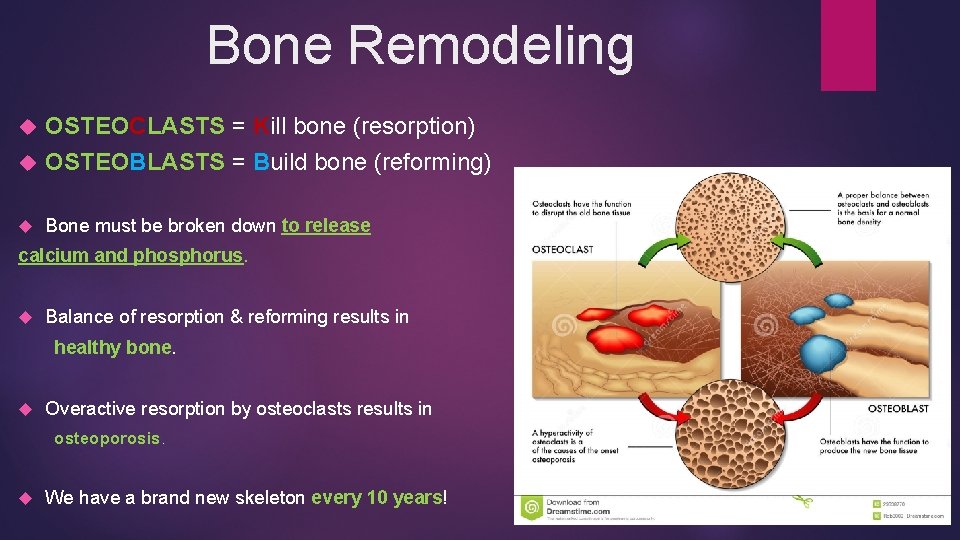 Bone Remodeling OSTEOCLASTS = Kill bone (resorption) OSTEOBLASTS = Build bone (reforming) Bone must