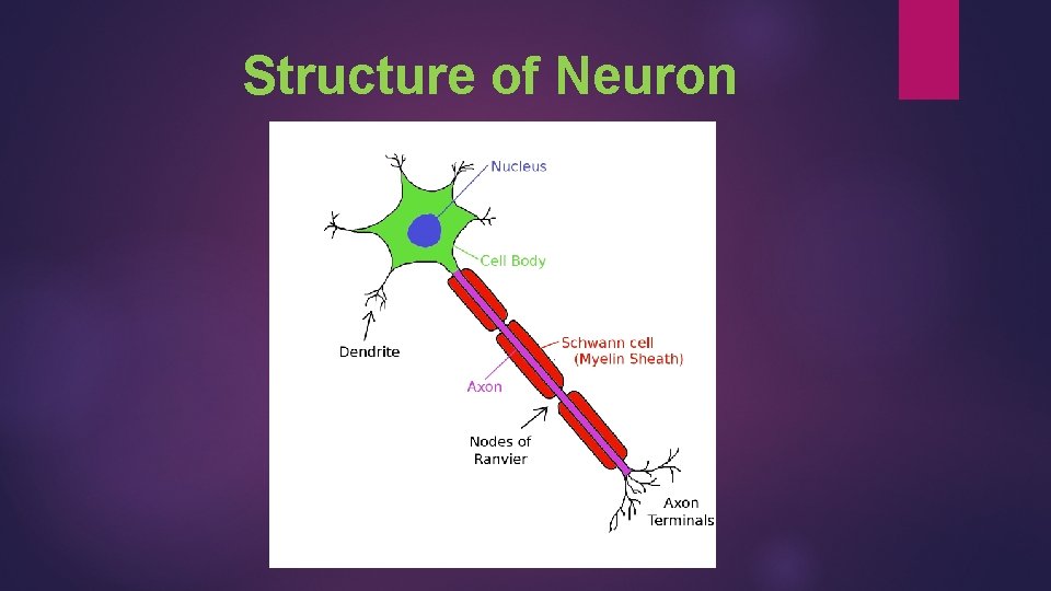 Structure of Neuron 
