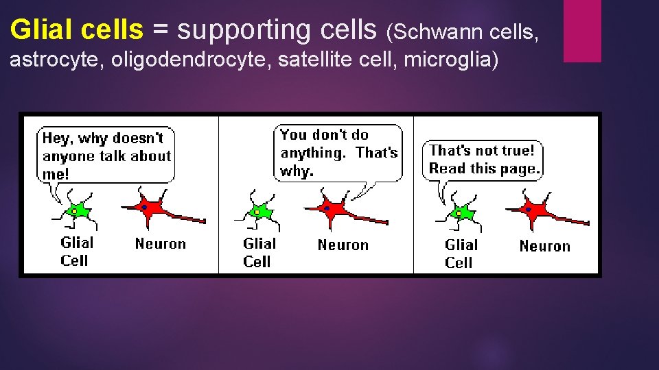 Glial cells = supporting cells (Schwann cells, astrocyte, oligodendrocyte, satellite cell, microglia) 