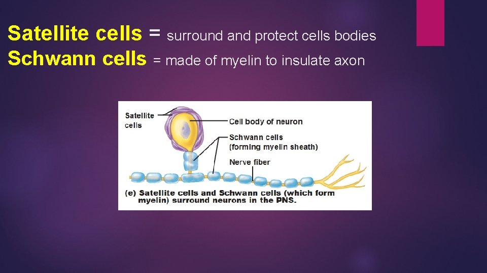 Satellite cells = surround and protect cells bodies Schwann cells = made of myelin