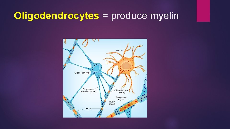 Oligodendrocytes = produce myelin 