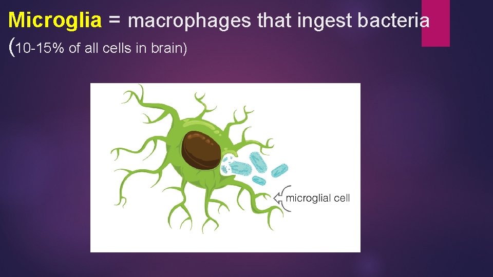 Microglia = macrophages that ingest bacteria (10 -15% of all cells in brain) 