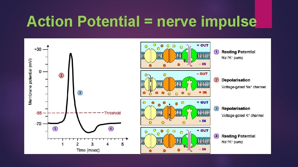 Action Potential = nerve impulse 