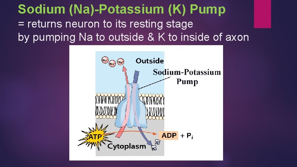 Sodium (Na)-Potassium (K) Pump = returns neuron to its resting stage by pumping Na