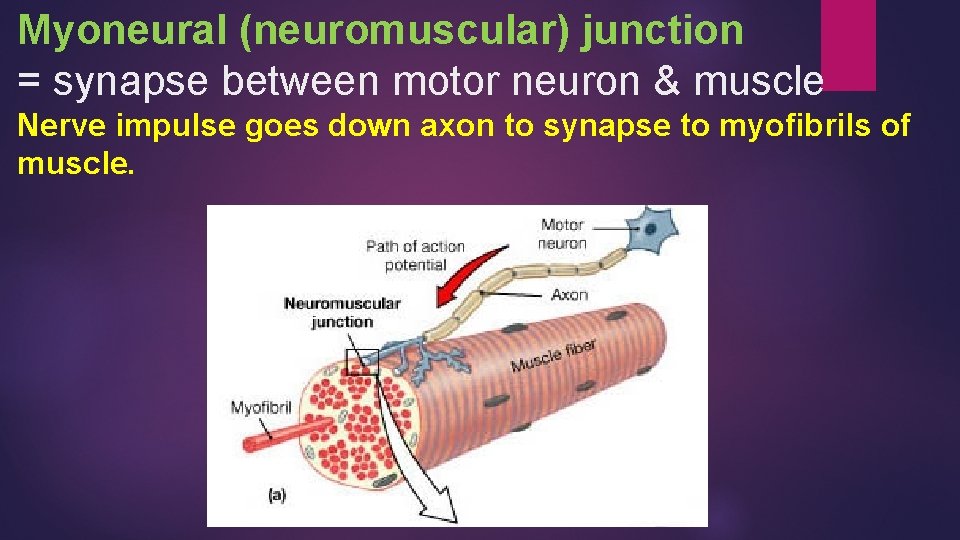 Myoneural (neuromuscular) junction = synapse between motor neuron & muscle Nerve impulse goes down