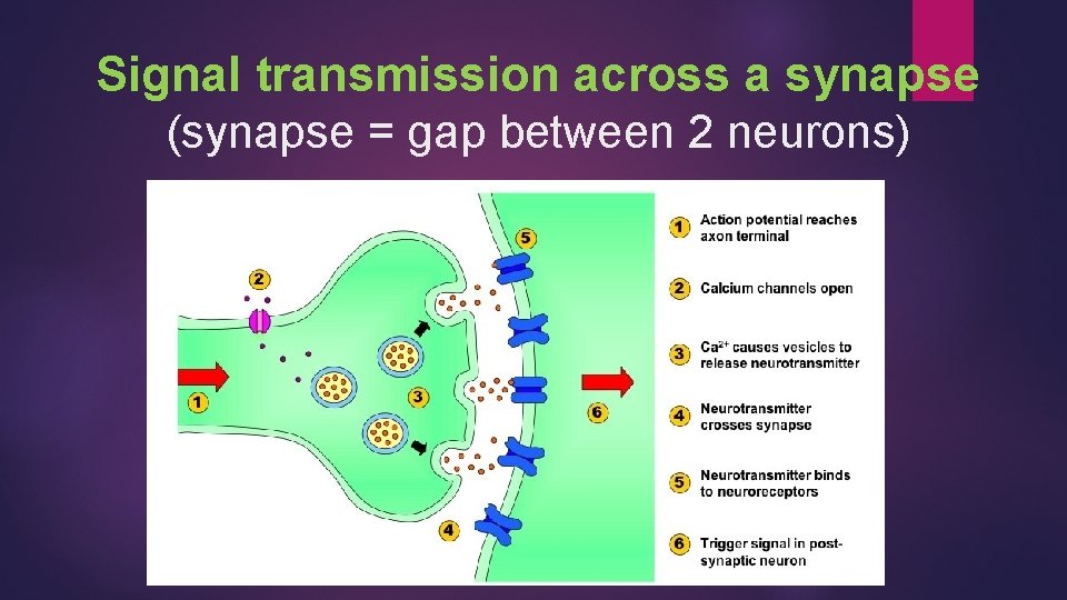Signal transmission across a synapse (synapse = gap between 2 neurons) 