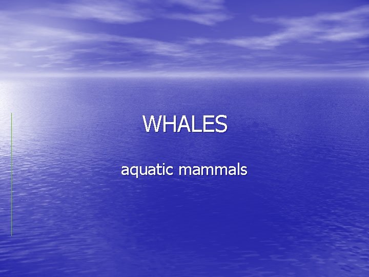 WHALES aquatic mammals 