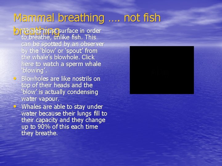 Mammal breathing …. not fish • breathing Whales must surface in order to breathe,
