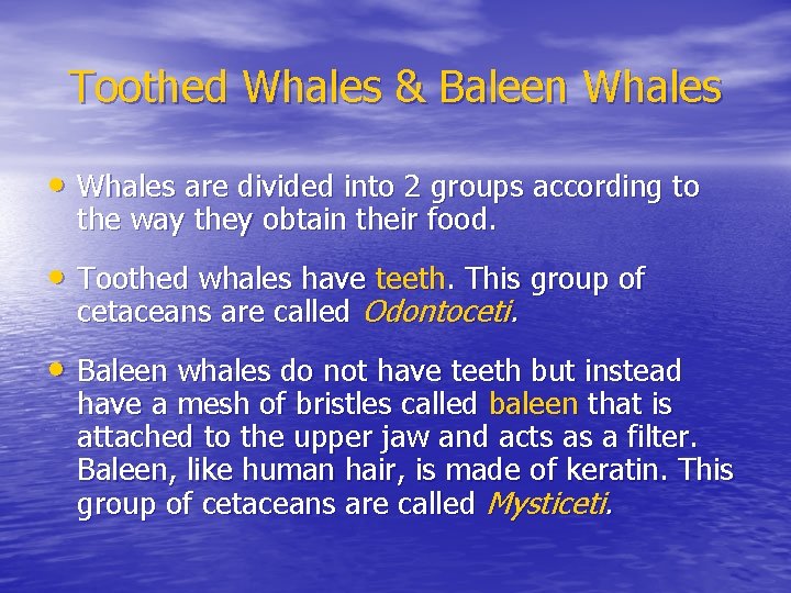 Toothed Whales & Baleen Whales • Whales are divided into 2 groups according to