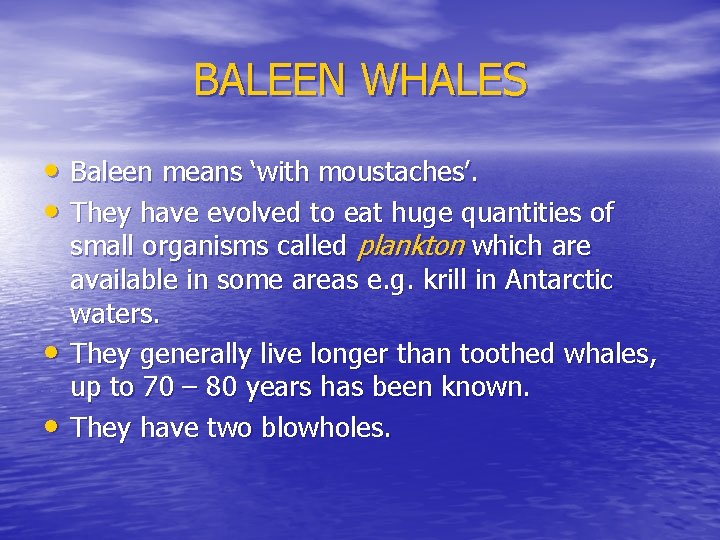 BALEEN WHALES • Baleen means ‘with moustaches’. • They have evolved to eat huge