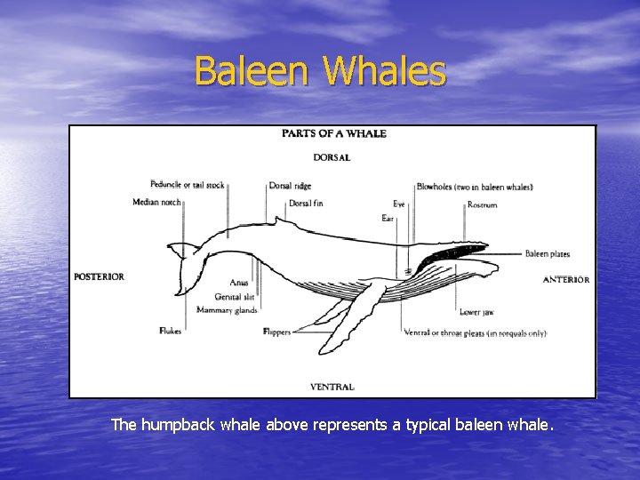 Baleen Whales The humpback whale above represents a typical baleen whale. 