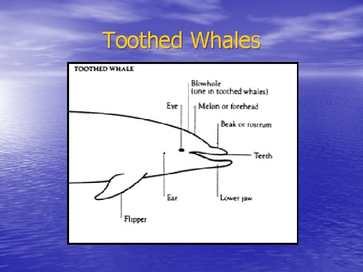 Toothed Whales 