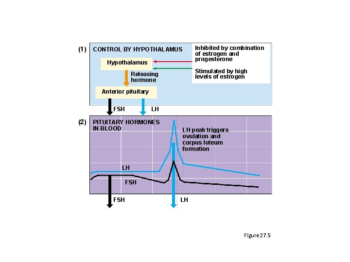 (1) Inhibited by combination of estrogen and progesterone CONTROL BY HYPOTHALAMUS Hypothalamus Stimulated by (1) Inhibited by combination of estrogen and progesterone CONTROL BY HYPOTHALAMUS Hypothalamus Stimulated by