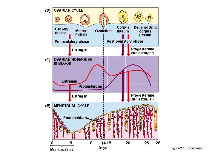 (3) OVARIAN CYCLE Growing follicle Mature follicle Ovulation Corpus luteum Degenerating corpus luteum Post-ovulatory (3) OVARIAN CYCLE Growing follicle Mature follicle Ovulation Corpus luteum Degenerating corpus luteum Post-ovulatory