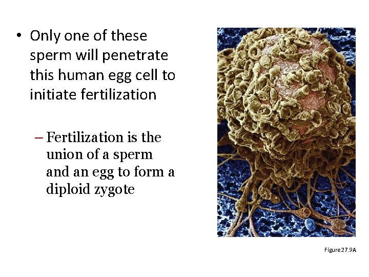 • Only one of these sperm will penetrate this human egg cell to • Only one of these sperm will penetrate this human egg cell to