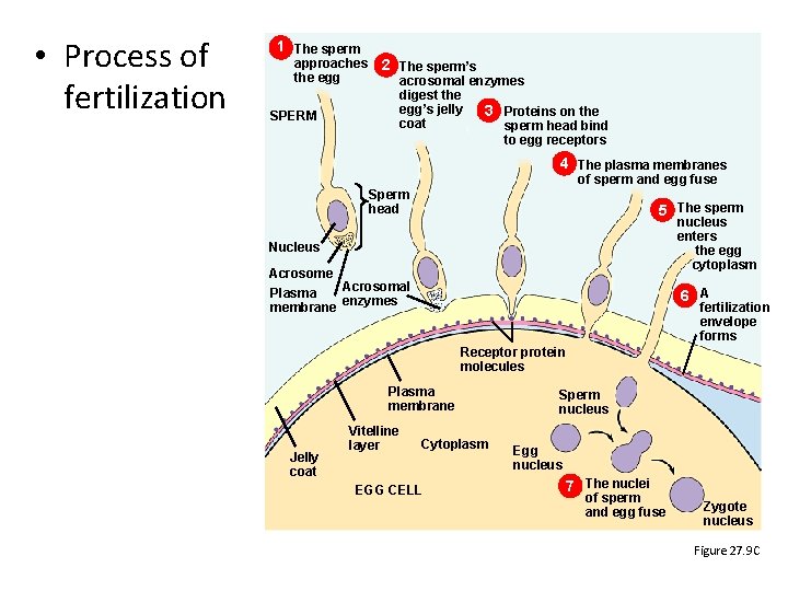 • Process of fertilization 1 The sperm approaches the egg 2 The sperm’s • Process of fertilization 1 The sperm approaches the egg 2 The sperm’s