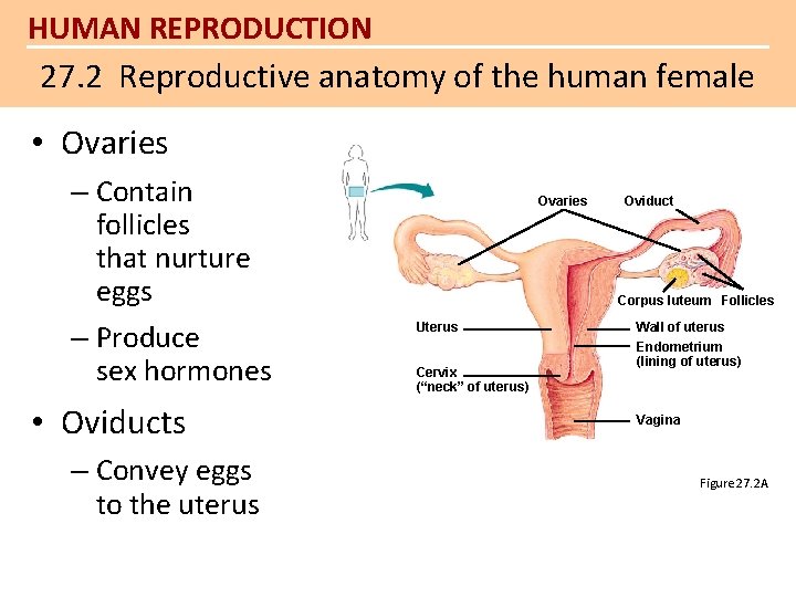 HUMAN REPRODUCTION 27. 2 Reproductive anatomy of the human female • Ovaries – Contain HUMAN REPRODUCTION 27. 2 Reproductive anatomy of the human female • Ovaries – Contain