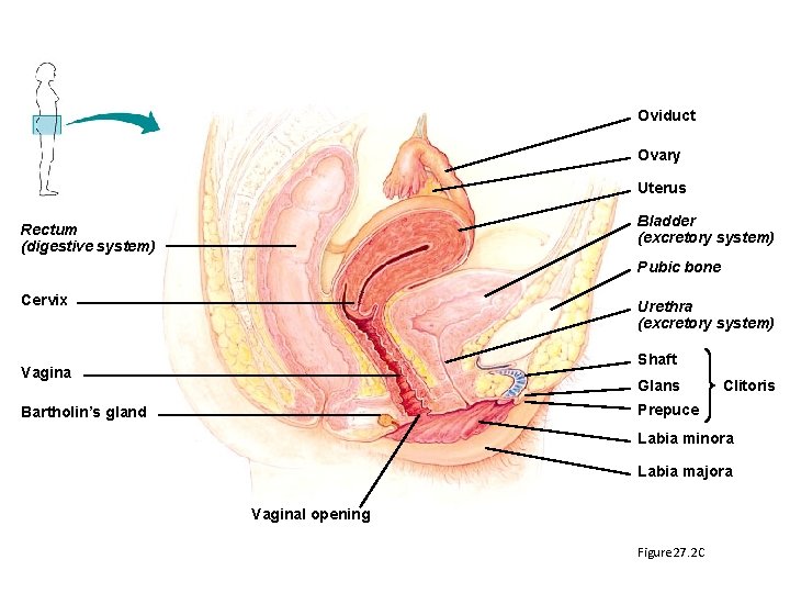 Oviduct Ovary Uterus Bladder (excretory system) Rectum (digestive system) Pubic bone Cervix Urethra (excretory Oviduct Ovary Uterus Bladder (excretory system) Rectum (digestive system) Pubic bone Cervix Urethra (excretory