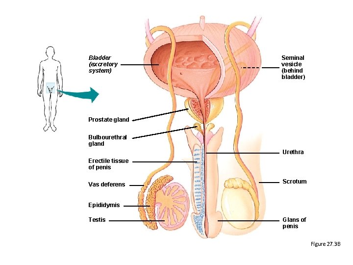 Bladder (excretory system) Seminal vesicle (behind bladder) Prostate gland Bulbourethral gland Urethra Erectile tissue Bladder (excretory system) Seminal vesicle (behind bladder) Prostate gland Bulbourethral gland Urethra Erectile tissue