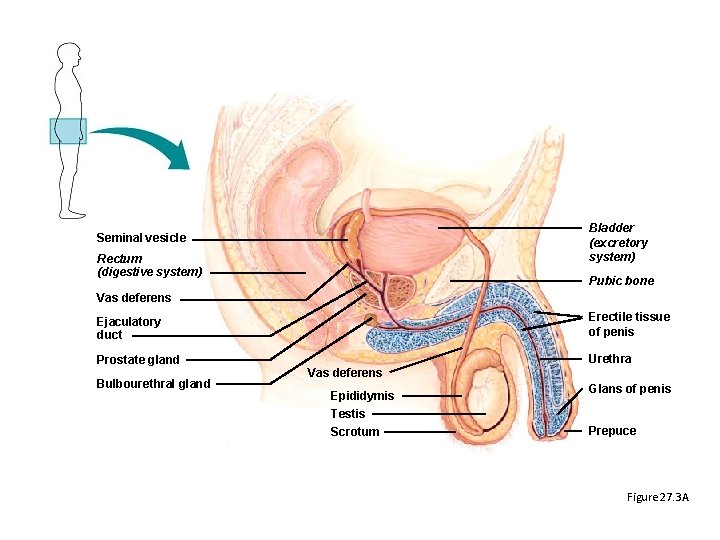 Bladder (excretory system) Seminal vesicle Rectum (digestive system) Pubic bone Vas deferens Ejaculatory duct Bladder (excretory system) Seminal vesicle Rectum (digestive system) Pubic bone Vas deferens Ejaculatory duct