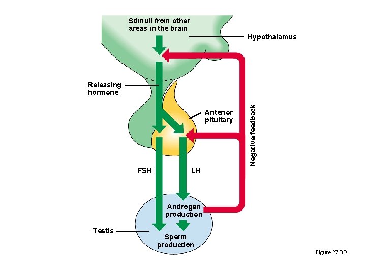 Stimuli from other areas in the brain Hypothalamus Anterior pituitary FSH Negative feedback Releasing Stimuli from other areas in the brain Hypothalamus Anterior pituitary FSH Negative feedback Releasing
