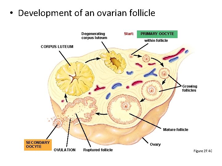 • Development of an ovarian follicle Degenerating corpus luteum Start: PRIMARY OOCYTE within • Development of an ovarian follicle Degenerating corpus luteum Start: PRIMARY OOCYTE within