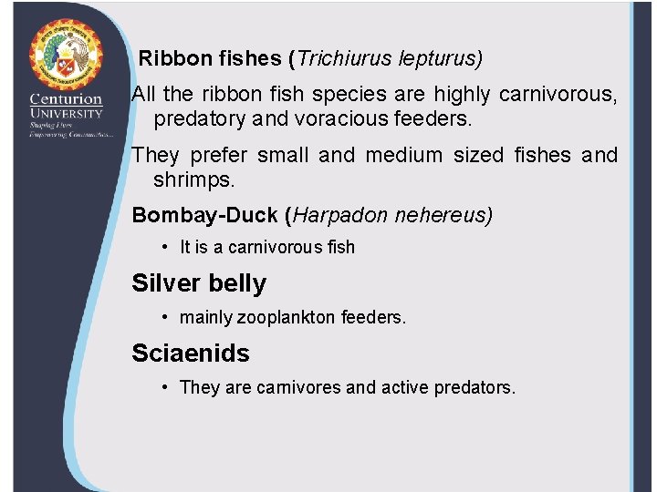 Ribbon fishes (Trichiurus lepturus) All the ribbon fish species are highly carnivorous, predatory and