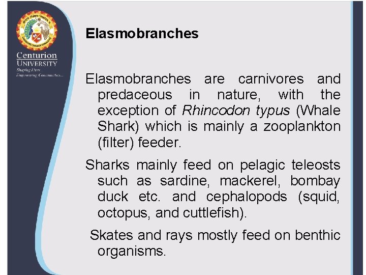 Elasmobranches are carnivores and predaceous in nature, with the exception of Rhincodon typus (Whale