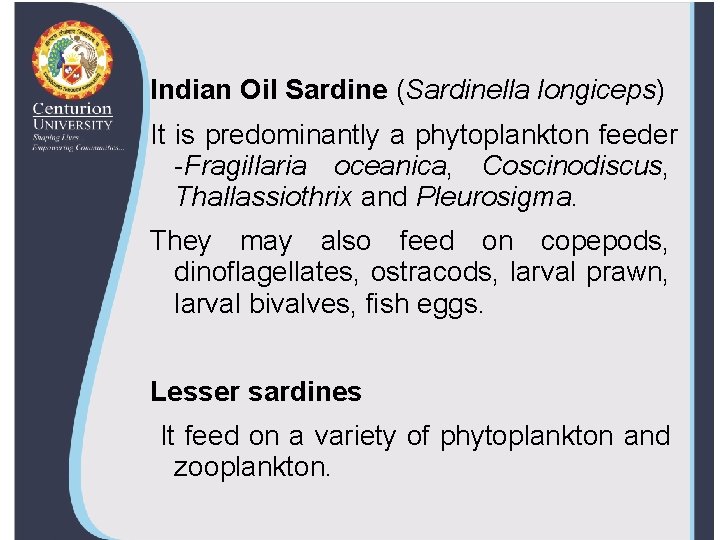 Indian Oil Sardine (Sardinella longiceps) It is predominantly a phytoplankton feeder -Fragillaria oceanica, Coscinodiscus,