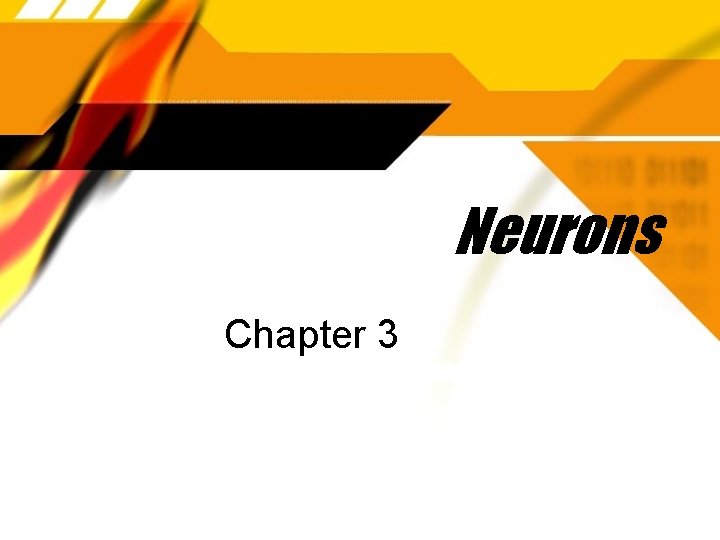 Neurons Chapter 3 