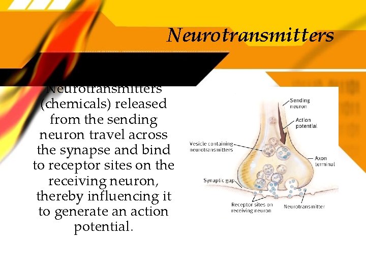 Neurotransmitters (chemicals) released from the sending neuron travel across the synapse and bind to