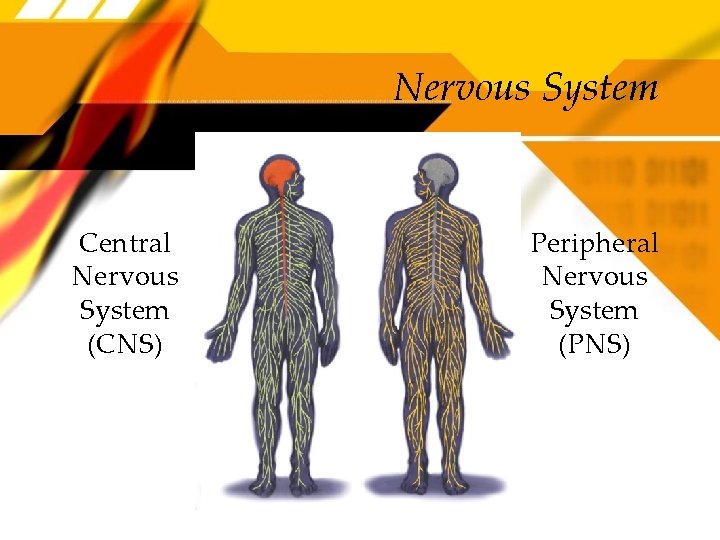 Nervous System Central Nervous System (CNS) Peripheral Nervous System (PNS) 