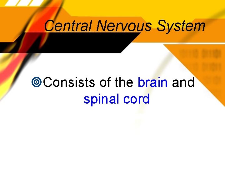 Central Nervous System Consists of the brain and spinal cord 