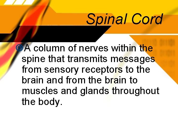 Spinal Cord A column of nerves within the spine that transmits messages from sensory