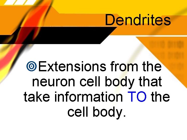Dendrites Extensions from the neuron cell body that take information TO the cell body.