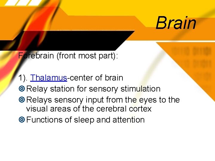Brain Forebrain (front most part): 1). Thalamus-center of brain Relay station for sensory stimulation