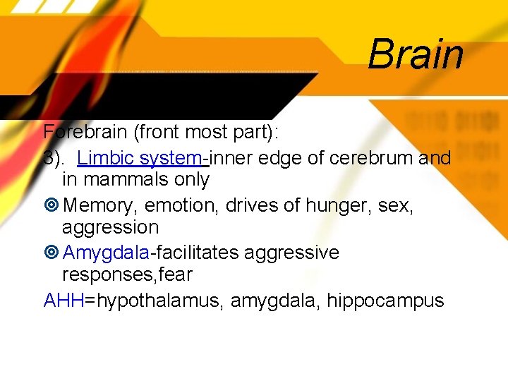 Brain Forebrain (front most part): 3). Limbic system-inner edge of cerebrum and in mammals