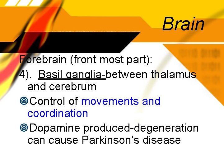 Brain Forebrain (front most part): 4). Basil ganglia-between thalamus and cerebrum Control of movements