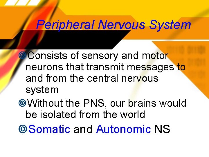 Peripheral Nervous System Consists of sensory and motor neurons that transmit messages to and