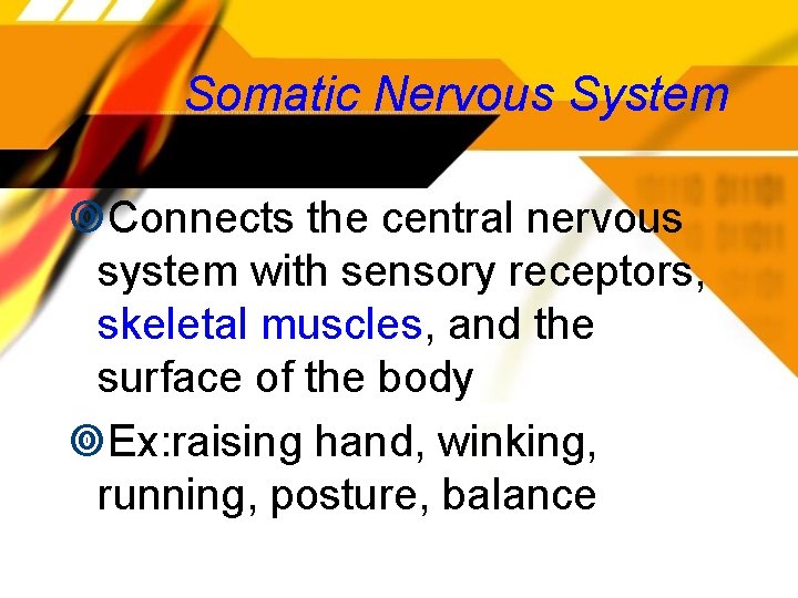 Somatic Nervous System Connects the central nervous system with sensory receptors, skeletal muscles, and