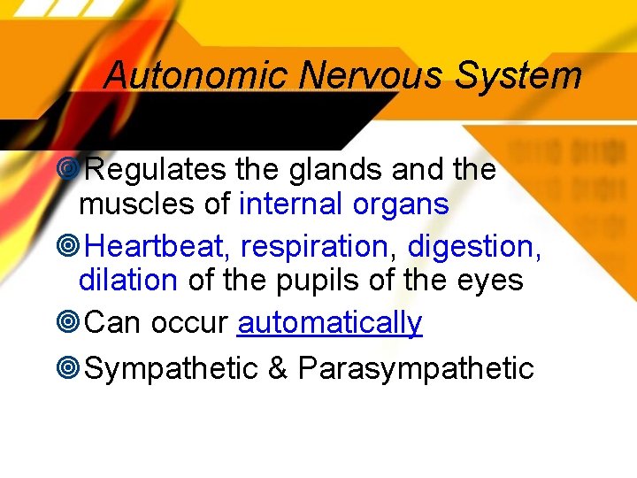 Autonomic Nervous System Regulates the glands and the muscles of internal organs Heartbeat, respiration,