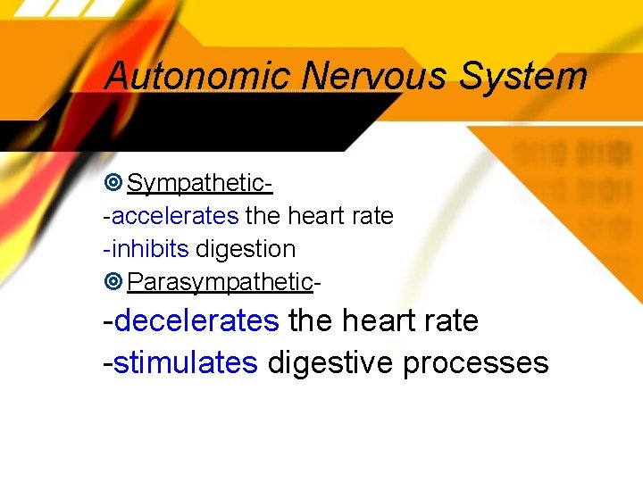 Autonomic Nervous System Sympathetic-accelerates the heart rate -inhibits digestion Parasympathetic- -decelerates the heart rate