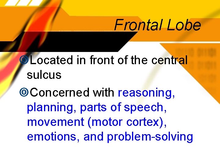 Frontal Lobe Located in front of the central sulcus Concerned with reasoning, planning, parts