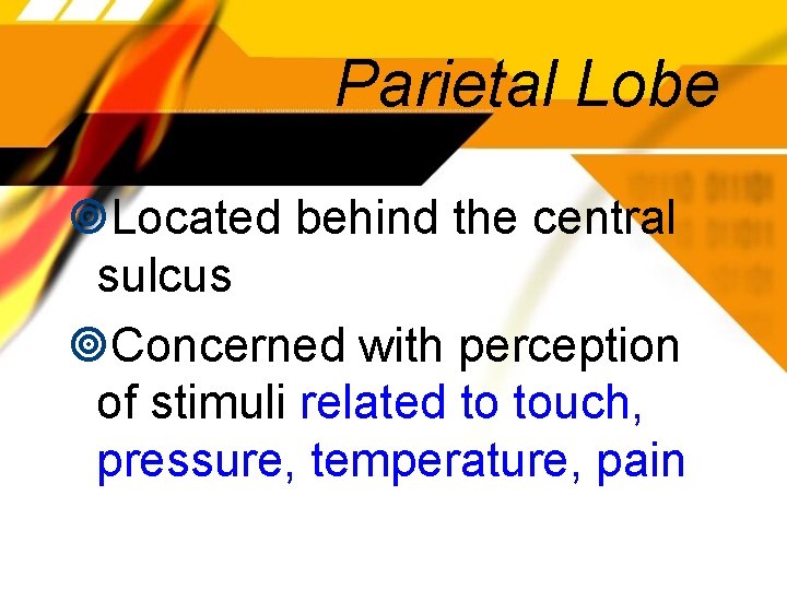 Parietal Lobe Located behind the central sulcus Concerned with perception of stimuli related to