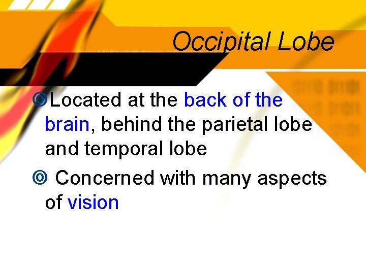 Occipital Lobe Located at the back of the brain, behind the parietal lobe and